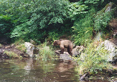 Young Brown Bear
