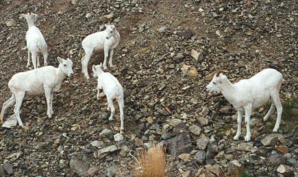 Dall Ewes