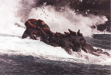 Sea Lions