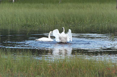 Swans
