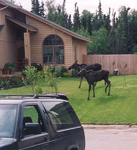 Moose